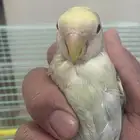 طير روز العمر ثلاث شهور