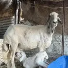 ضان