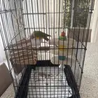 كنيور ريد فاكتور 8 شهور مفطوم نشيط