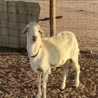 نعجه حريه مضرع الديوس سلم والعمر موضح بالصوره