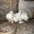 حمام رقاصي