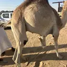 قعود كفو مبدا زواج