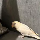 طير روز اليف يطلع على اليد