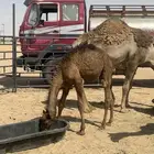 قعود حوار للبيع