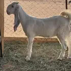 تيس مندي يدغر وجفره ثلاجه