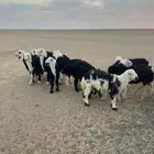 طليان نجد (( تم البيع ))