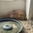 ذكور ارانب بلدي للبيع