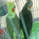 بلجرشي