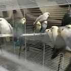 ببغاء روز