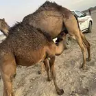 حيررران فاخره على الحليب والبرسيم والشعير شرط