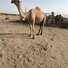لقحه حبشاء شعلا