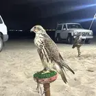 تأجير صقور