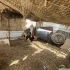 دجاج بلدي