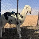 مشروع فحل عمر3شهور