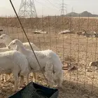 حري ذبايح مناسبات طليان رخال تيوس يوجد صلخ وتوصيل