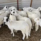 سواكن مرابي خمس شهور على شعير وذرة صفرا