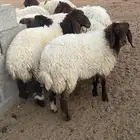 رخال