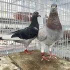 جوز زاجل مع انتاجه