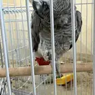 انثى كاسكو محلله وطالبة تزاوج جاهزه