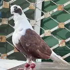 حمام شامي