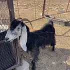 للبيع عنز