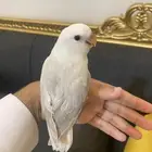 تم(البيع)