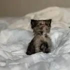 قطة شيرازي للبيع