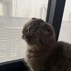 قطه سكوتش شورت هير للبيع