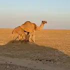 رحول وخلفه للبيع