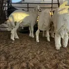 طليان حريات