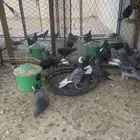 طبات قطيفي كبار اللي باقي لهم ريشتين واللي باقي لهم 5