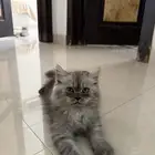 قطط هيملايا للتبني
