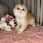 سكوتش تربل فولد واستريت بيور للبيع