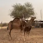 خلفه مصغر