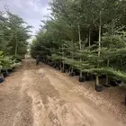 اشجار الترمناليا جميع السماكات  نجران والأسعار طيبة