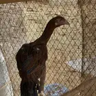 دجاج باكستاني مستوى طيب ماشاء الله