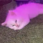 قطط لتبني