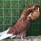 ذكور جكوبين