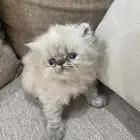 قطط بيكي فيس بيور للبيع