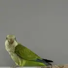 طائر الكويكر اليف