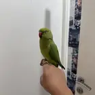 ببغاءدره