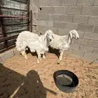 حري فاخر. ومشاريع فحول