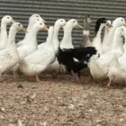 بط بكيني وشرشيري