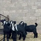 بيعن الله يبارك له جفار وتيوس