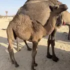 قعود كفو للبيع علا حليب امه