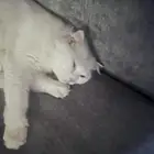 قطة شيرازيه مع اولادها