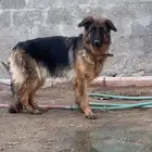 كلب جيرمن حراااسه بيور