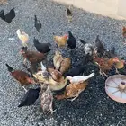 دجاج بلدي للبيع الموقع بيشة