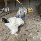 دجاجه براهما كولمبي