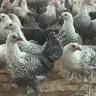 بيض فيومي شبابي